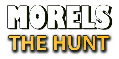 Morels: The Hunt
